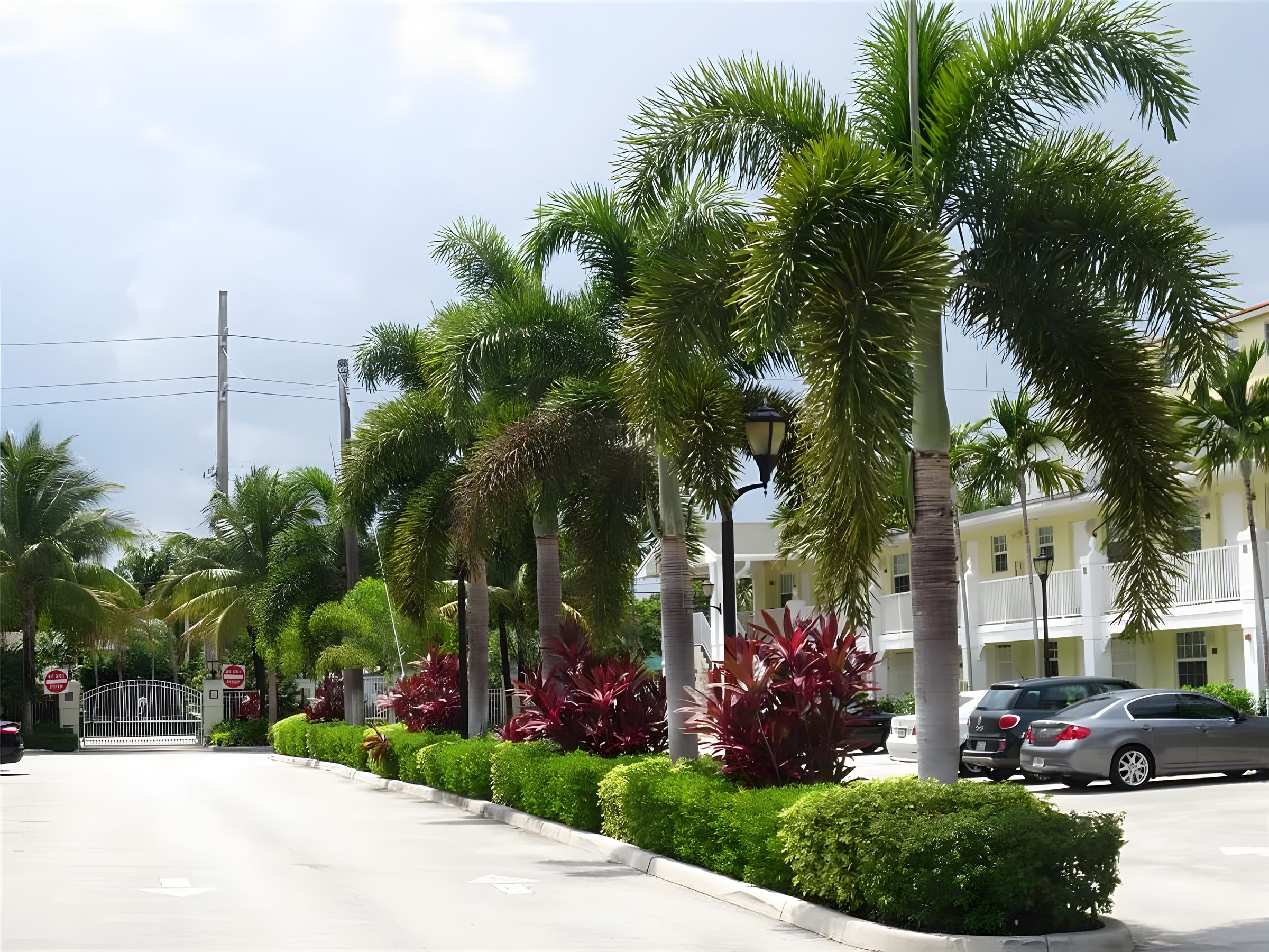 The palm-lined drive at The Grove, planting along both sides and the gate at the far end.